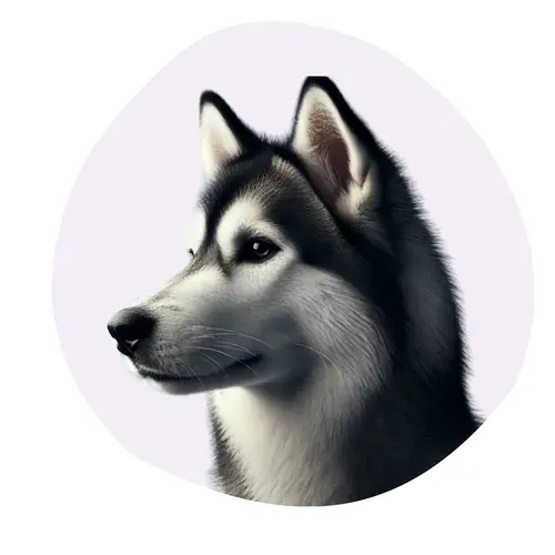 Husky de Sibérie